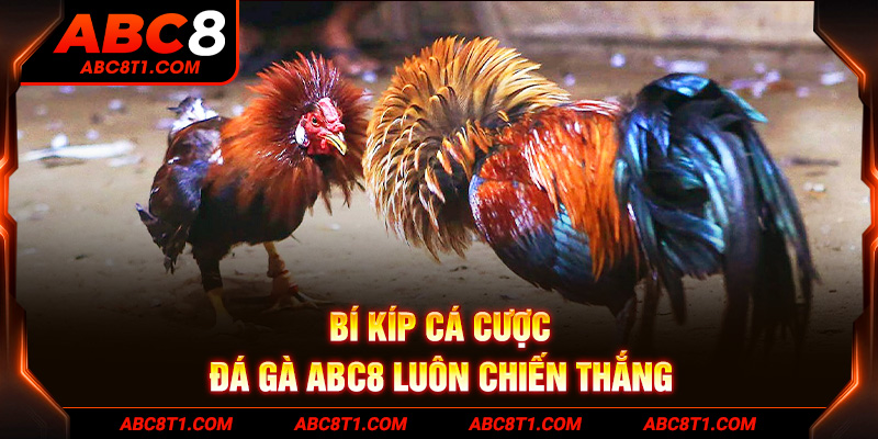 Bí kíp cá cược Đá Gà ABC8 luôn chiến thắng